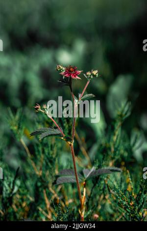 Ein wunderschönes lila blühendes Sumpfcinefoil (Comarum palustre), das auf einem verschwommenen isolierten sumpfigen Hintergrund in einem Moor in Zentralestland blüht Stockfoto