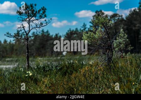 Schöne Borsten einer blühenden Alpenbullenpflanze (Trichophorum alpinum) zwischen Kiefern (pinus) in einem schönen Moor in Zentral-Estland. Stockfoto