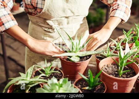 Nicht erkennbare Frau trägt Schürze arbeiten in modernen Gewächshaus stehend am Tisch Pflanzen Sukulent in Topf Stockfoto
