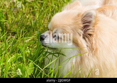 Pommern sitzt im Gras. Spitz auf einem Spaziergang im Park Stockfoto