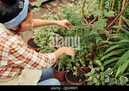 Aus der Perspektive einer jungen Frau, die mit Gartenscheren in Gewächshausschneidanlagen arbeitet Stockfoto
