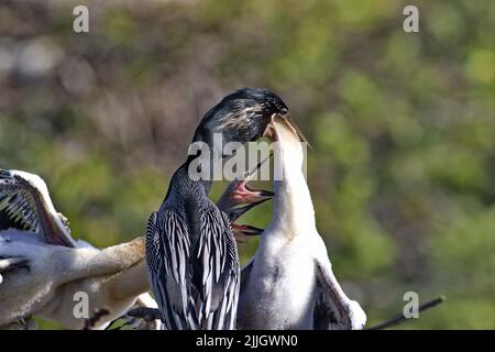 Anhinga Küken Fütterung von Eltern von hungrigen Geschwistern in Rookery nächsten in Florida, USA umgeben Stockfoto