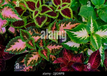 Hintergrund von bunten Blättern, tropische Blätter Textur, dunkelgrün und lila Dorn Laub, Zierpflanze, Natur Hintergrund Stockfoto