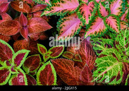 Hintergrund von bunten Blättern, tropische Blätter Textur, dunkelgrün und lila Dorn Laub, Zierpflanze, Natur Hintergrund Stockfoto