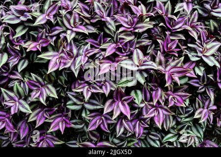 Hintergrund von bunten Blättern, tropische Blätter Textur, dunkelgrün und lila Dorn Laub, Zierpflanze, Natur Hintergrund Stockfoto