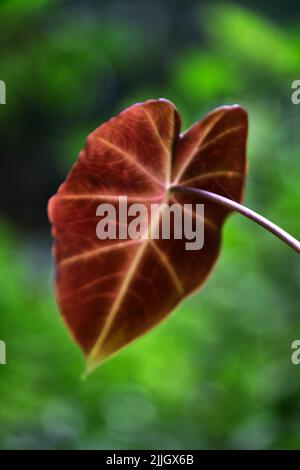 Hintergrund von bunten Blättern, tropische Blätter Textur, dunkelgrün und lila Dorn Laub, Zierpflanze, Natur Hintergrund Stockfoto