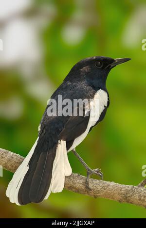 Der wunderschöne Vogel Oriental Magpie Robin auf einem kleinen Ast mit unscharfem Hintergrund Stockfoto