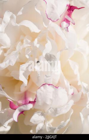 Blühende weiße Pfingstrose im Garten, Nahaufnahme Stockfoto