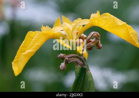Gelbe Iris Blumen, Nahaufnahme mit selektivem Fokus Stockfoto