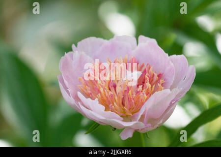 Blühende rosafarbene Pfingstrose im Garten, Nahaufnahme, lokaler Fokus Stockfoto