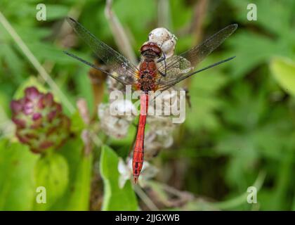 Eine Nahaufnahme einer Ruddy Darter Dragonfly (Sympetrum sanguineum), die auf einer selbstheilenden Blume ruht. Suffolk, Großbritannien Stockfoto