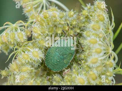 Ein gewöhnlicher Grüner Schildfehler (Palomena prasina), der auf Wildkarotte (Daucus carota) Suffolk, Großbritannien, füttert Stockfoto