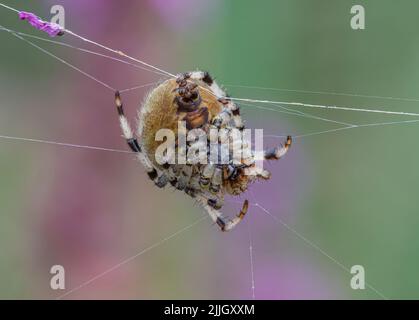 Eine Nahaufnahme einer vier-Punkt-Orb-Spinne (Araneus Quatratus), die Details der Webmaschinen, der Spinnerets und des Spinnennetzes aus Seidengewebe zeigt. Suffolk . Stockfoto