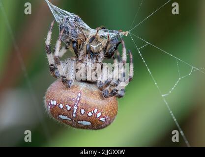 Eine sehr detaillierte Aufnahme einer vier-Punkt-Orb-Spinne (Araneus Quatratus), die zeigt, wie man seine Beute fängt und einwickelt. Ein gewaltiger Jäger. Suffolk.UK Stockfoto