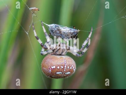 Eine Nahaufnahme einer vier-Punkt-Orb-Spinne (Araneus Quatratus), die zeigt, wie Sie Ihre Beute fangen und einwickeln können. Ein gewaltiger Jäger. Suffolk.UK Stockfoto