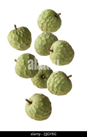 Cherimoya, annona Cherimoya, kegelförmige essbare Frucht, auch bekannt als Pudding Apfel oder Zuckerapfel, süßer Geschmack tropische Früchte, die auf Weiß fallen Stockfoto
