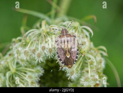 Ein Hairy Shield Bug (Dolycoris baccarum), der sich an Wildkarotte (Daucus carota) Suffolk, Großbritannien, ernährt Stockfoto
