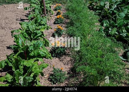 Ringelblumenpflanzen eingebettet zwischen roten Rüben-, Karotten- und grünen Bohnenpflanzen. Ringelblumen sind Begleiterpflanzen und halten Nematoden davon ab, die Wurzel anzugreifen Stockfoto