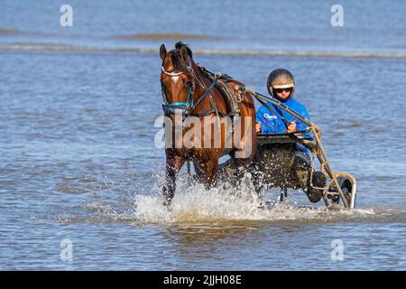 Gurt Rennpferd am Strand trainiert, zeigt Fahrer reiten ein zweirädrigen Wagen genannt Sulky durch seichtes Meerwasser Stockfoto