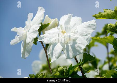 Hibiscus syriacus 'Diana', Weiße Rosen von Sharon, Althea, Hibiscus 'Diana', blühende Pflanze Stockfoto