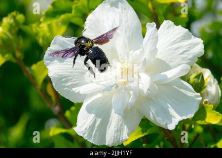 Violette Zimmermannsbiene Fliegen Xylocopa violacea großes Insekt Fliegen zu weißer Blume Hibiscus 'TOTUS Albus' Hibiscus syriacus blühende Althea Rose von Stockfoto