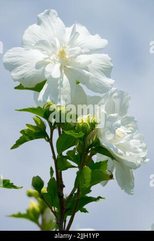 Weiß, Hibiskus, Blumen, blühender Strauch, Rosen von Sharon, Hibiscus syriacus, Blume, Althea Stockfoto