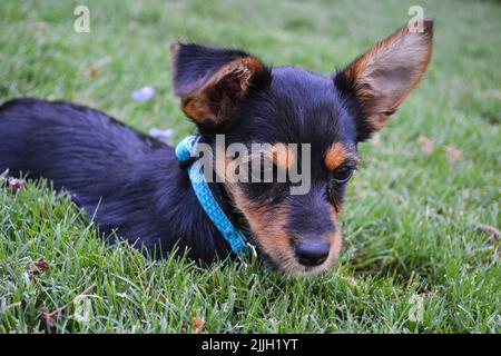 Baby Welpe Terrier murmelte im Gras Stockfoto