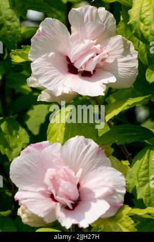 Lady Stanley Hibiscus, Rosa, Rosen von Sharon, Juli, Blumen, Blühender Strauch, Hibiscus syriacus, blühender Hibiscus Lady Stanley Stockfoto