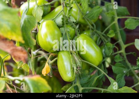 Ein Porträt unreifer marzano-Tomaten, die noch auf einem Zweig des Buschs wachsen. Das grüne, selbst angebaute Gemüse reift noch immer im Garten. Stockfoto