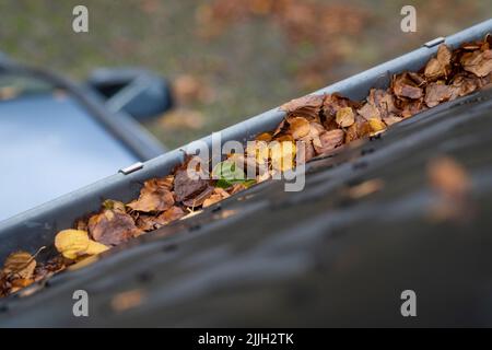 Ein Makro-Porträt einer Dachrinne voller farbenfroh gefallener Blätter während der Herbstsaison. Die Reinigung der verstopften Rinne ist eine jährliche Aufgabe für viele Menschen in Stockfoto