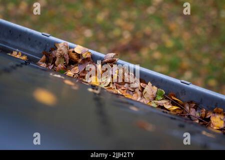 Ein Porträt einer Dachrinne voller bunt gefallener Blätter während der Herbstsaison. Die Reinigung der verstopften Rinne ist eine jährliche Aufgabe für viele Menschen in Ordnung Stockfoto