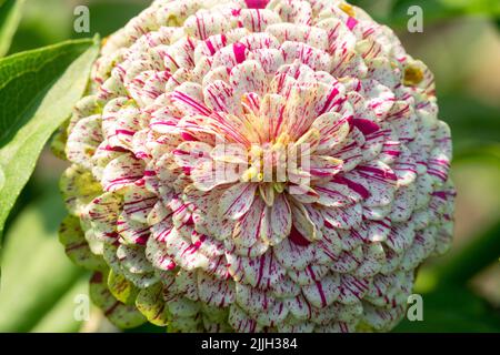 Zinnia elegans, Flower Head, Beautiful Zinnia Flower Zinnia „Pfefferminzstäbchen“ Stockfoto