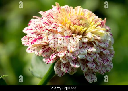 Zinnia „Pfefferminzstift“, Zinnia Annual, Flower Head, Zinnia elegans Stockfoto