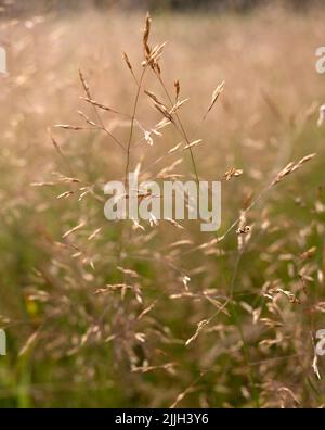 Apera spica-venti, das lose, silky-gebogene, gewöhnliche Windgras in Nahaufnahme Stockfoto