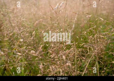 Apera spica-venti, das lose, silky-gebogene, gewöhnliche Windgras in Nahaufnahme Stockfoto