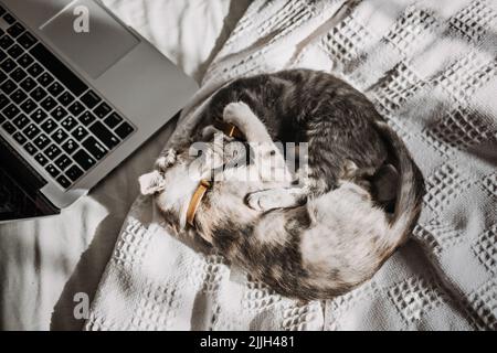 Zwei glücklich ausgezüchtete Obdachlose adoptierten graue Kätzchen, die in der Nähe des Laptops im Bett zu Hause im Sonnenlicht spielten. Stockfoto