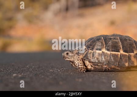 An einem Herbsttag überquert eine kleine Landschildkröte die Straße. Stockfoto