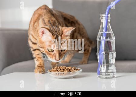 Bengalkatze isst Trockenfutter auf einem Couchtisch im Wohnzimmer. Stockfoto