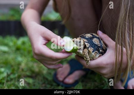 Leopardenschildkröte. Kind füttert eine niedliche Schildkröte mit gefleckten Muscheln. Stockfoto