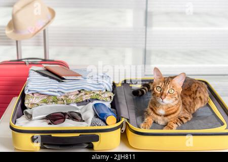 Lustige Katze in einem Koffer mit Brille, Pässen, Tickets und Kleidung. Sommerurlaub. Stockfoto