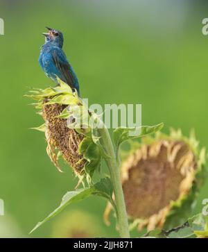 Raleigh, North Carolina, USA. 26.. Juli 2022. Ein Indigo-Haunting zwitschert, während es in den getrockneten Sonnenblumen des Dorothea Dix Parks nach einer Mahlzeit sucht. (Bild: © Bob Karp/ZUMA Press Wire) Stockfoto