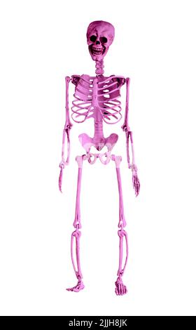 Violettes menschliches Skelettmodell isoliert auf weißem Hintergrund. Vorderansicht. Halloween-Tag, Horror, Anatomie, Wissenschaftskonzept. Body-Replikate. Hochwertige Fotos Stockfoto