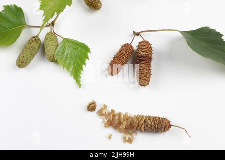 Betula Pendula Zweige mit Kätzchen. Set von grünen und trockenen Samen von Birke isoliert auf weißem Hintergrund. Medizinischer Rohstoff. Stockfoto