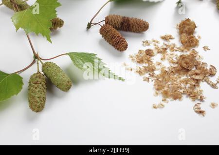 Betula Pendula Zweige mit Kätzchen. Set von grünen und trockenen Samen von Birke isoliert auf weißem Hintergrund. Medizinischer Rohstoff. Stockfoto