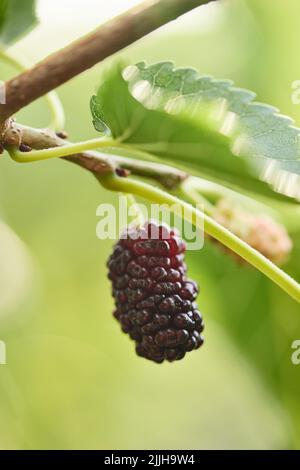 Maulbeerbeeren auf Ästen auf Maulbeerbaum. Stockfoto