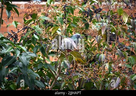 Taube, die in einem Baum ruht Stockfoto