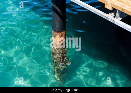 Rosten des Pier-Beins im Meer. Metall, Wasser und Rost. Stockfoto