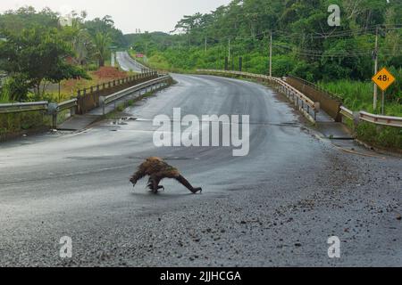 Linné-Zweizehen-Faultier (Choloepus didactylus) überquert Straße. Süßes nasses Faultier, das versucht, über eine schmutzige Straße in Ecuador, Amazonien, zu kommen. Grüner Hintergrund. Stockfoto