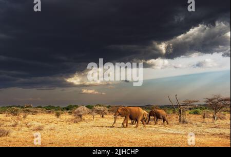 Afrikanische Elefanten (Loxodonta africana) in der Landschaft. Wunderschöne Landschaft mit afrikanischem Busch und Elefanten, orangefarbenem und gelbem Boden und dunkelschwarzem c Stockfoto