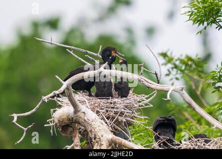 Doppelcremenküken aus Kormoran in einem Nest befestigen ihre süchtig angehängten Rechnungen auf der Rechnung der Eltern in Erwartung einer Mahlzeit. Stockfoto